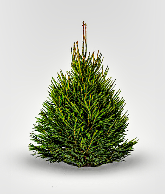 Kilted Christmas Tree 8ftNorwaySpruceFREEDELIVERY