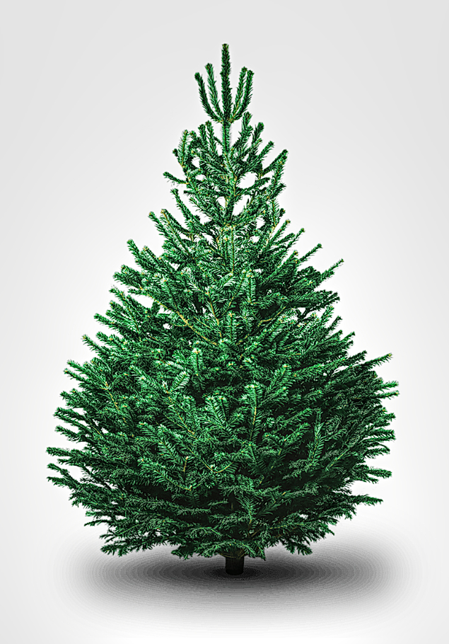 Kilted Christmas Tree 7ftNordmannFirPremiumFREEDELIVERY
