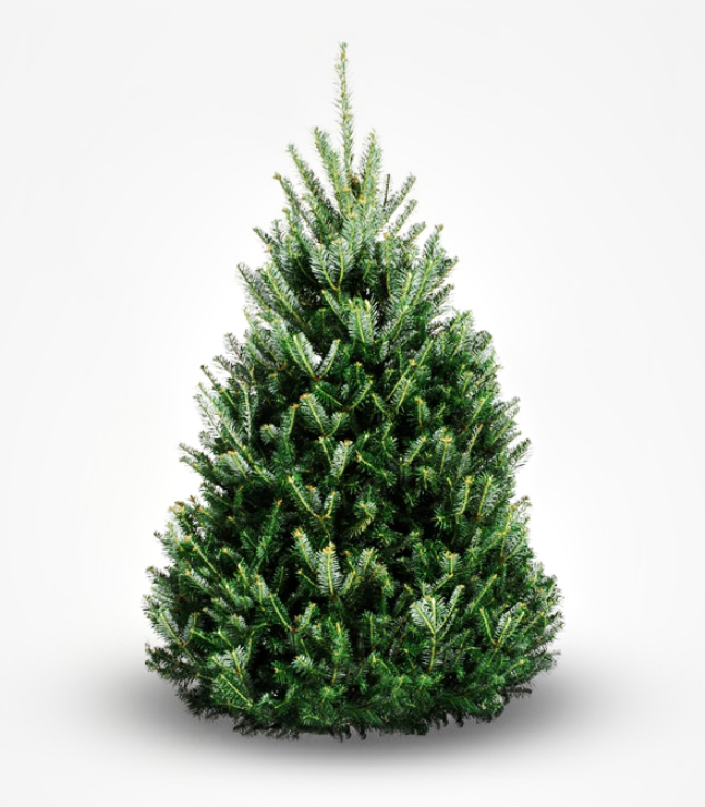 Kilted Christmas Tree 6ftFraserFir